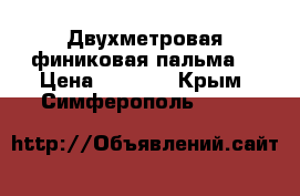  Двухметровая финиковая пальма  › Цена ­ 3 000 - Крым, Симферополь  »    